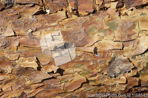 Image of trunk and bark