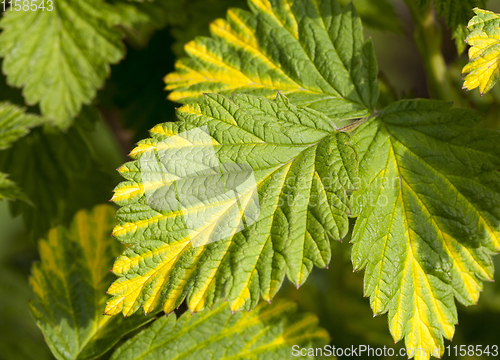 Image of leaf of raspberry