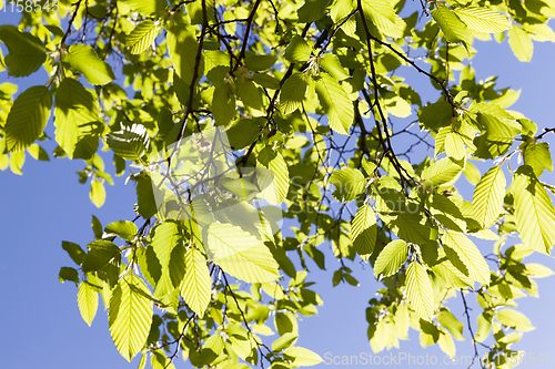 Image of green foliage, spring