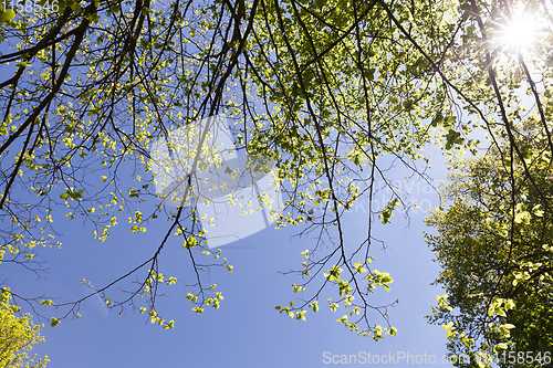 Image of one deciduous tree