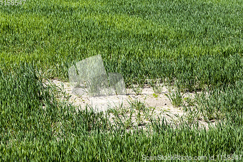 Image of an agricultural field