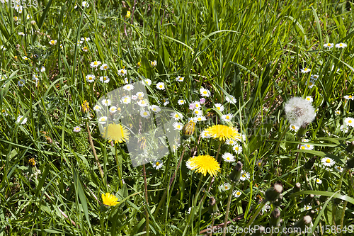 Image of spring meadow