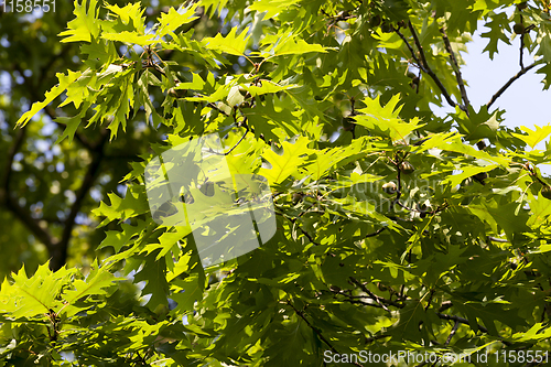 Image of oak foliage in spring