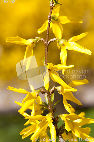 Image of yellow flowers,