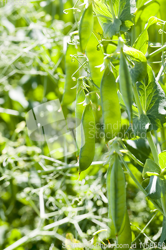 Image of green pea pods