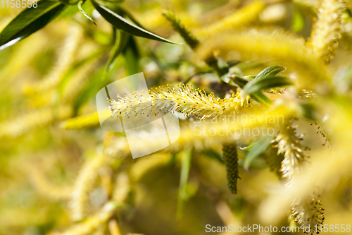 Image of young willow foliage