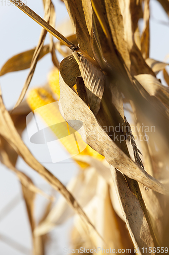 Image of ripe yellow corn