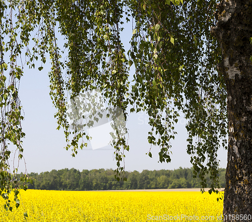 Image of blooms yellow rape