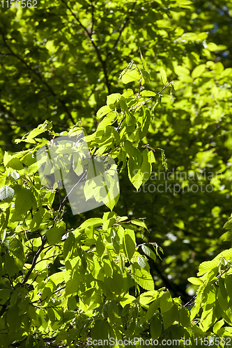Image of tree foliage