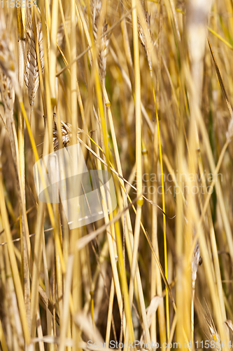 Image of stalks of wheat