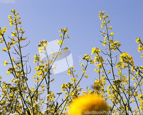Image of flowering yellow rape