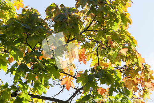 Image of colorful foliage