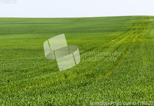 Image of green sprouts of cereals