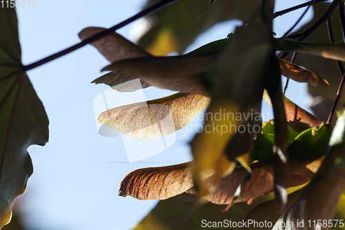 Image of maple tree seeds