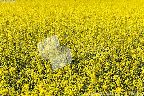 Image of yellow flowers