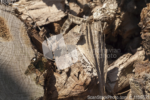 Image of destroyed tree