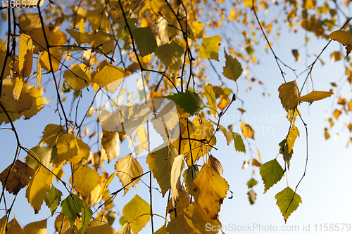 Image of birch leaves yellow