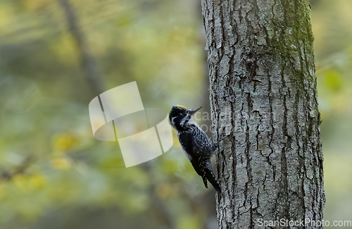 Image of Three-toed woodpecker (Picoides tridactylus) close up