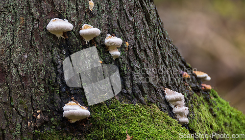 Image of Group of juvenile polypore fungi on bark