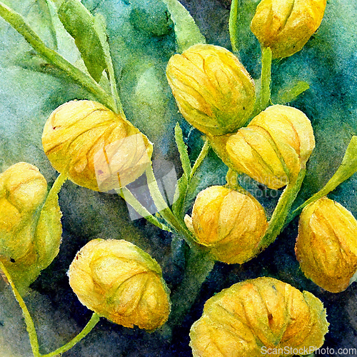 Image of Watercolor painting with yellow ranunculus flowers closeup. 