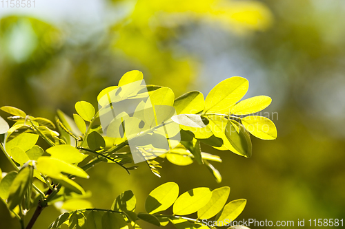 Image of young tree foliage