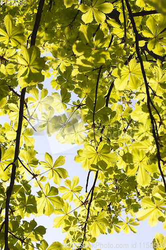 Image of young green foliage