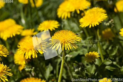 Image of yellow dandelion