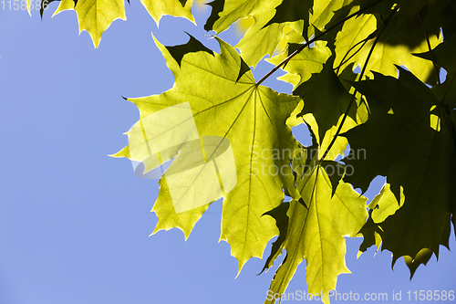 Image of green maple