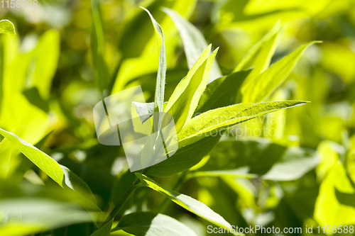 Image of sunlit green young foliage