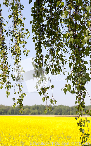 Image of green foliage of birch