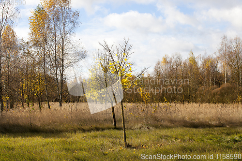 Image of foliage trees