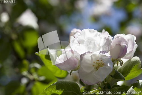 Image of flowers of an apple