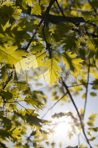 Image of oak foliage