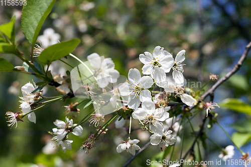 Image of cherry blossoms