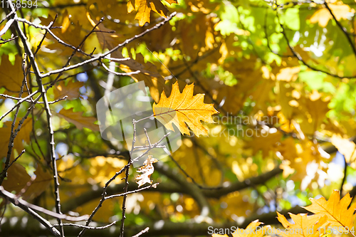 Image of orange oak foliage
