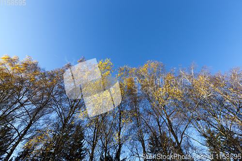 Image of yellow foliage