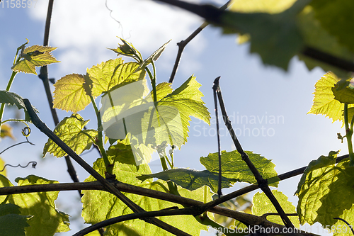 Image of green foliage of grapes