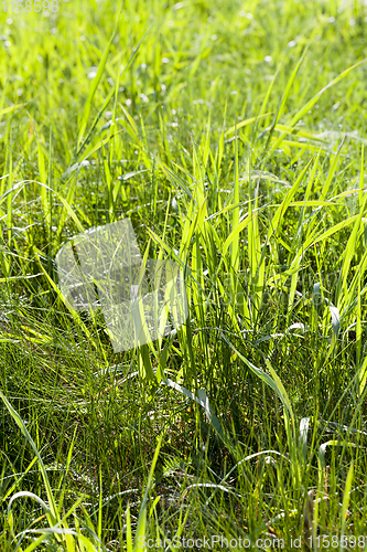 Image of green grass sprouts
