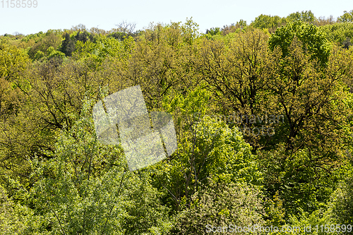 Image of mixed forest
