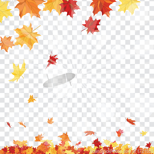 Image of Maple leaves on transparency grid