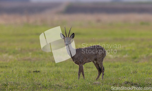 Image of Roe Deer(Capreolus capreolus) male in spring