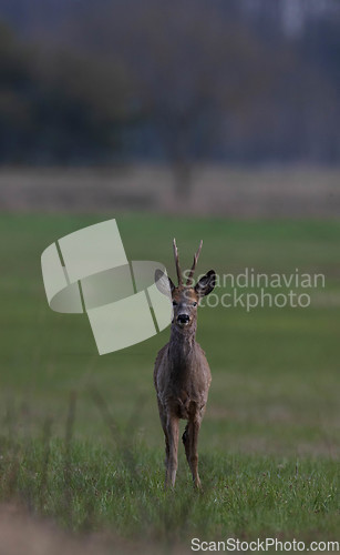Image of Roe Deer(Capreolus capreolus) male in spring