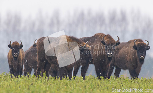 Image of European Bison herd resting in snowy field