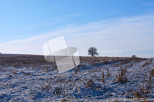 Image of Harvested corn field in winter