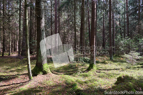 Image of Springtime coniferous forest tree stan in sun