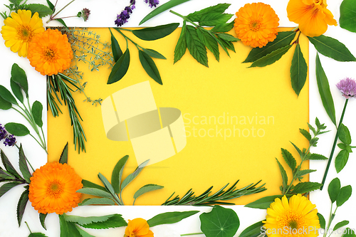 Image of Healing Herb and Edible Flower Background Border Frame