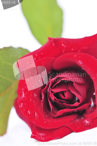 Image of Red rose flower on white background