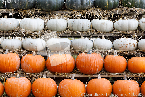 Image of background from autumn harvested pumpkins
