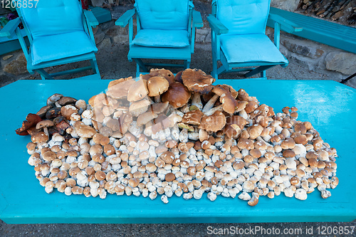 Image of collected mushrooms boletus in pile