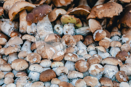 Image of background from collected mushrooms boletus in pile